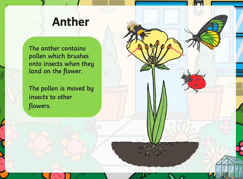Anther