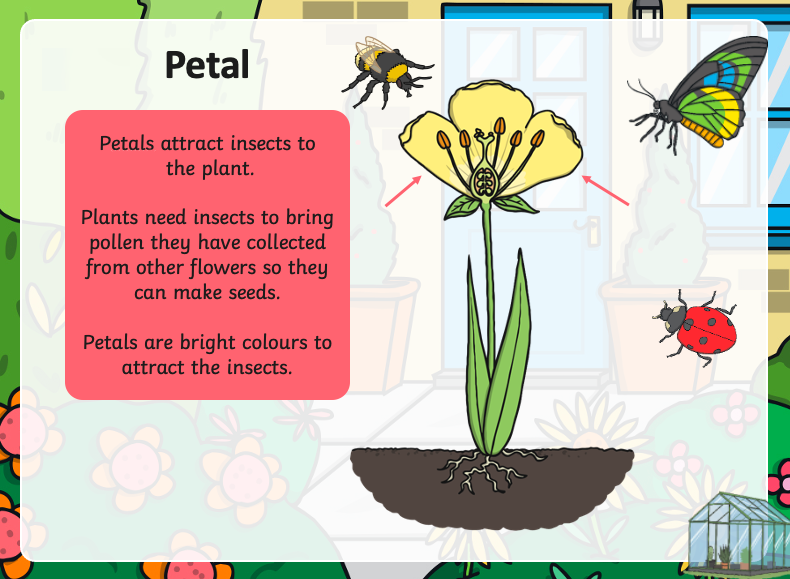 Petal